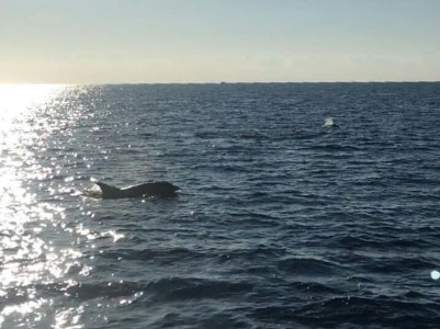 Book Fishing Trip with Fishing Mate Cyprus