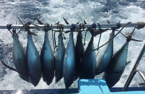 Book Fishing Trip Pernera with Fishing Mate