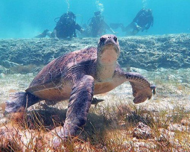 Sirens Dive Protaras