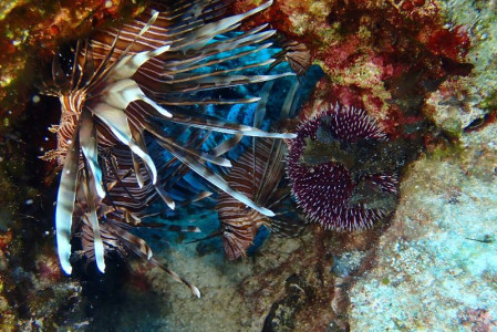 Great Turtle Diving Kapparis