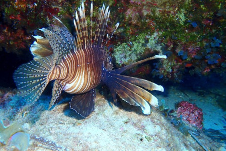 Great Turtle Diving Kapparis