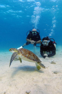 Great Turtle Diving